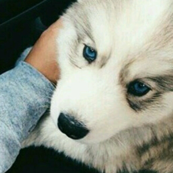 Meet your Posher, Crystal - Picture 1 of 1